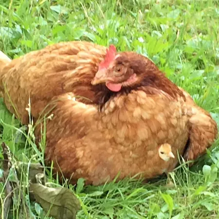 Bauernhof Emmler Muehle Gospodarstwo agroturystyczne *