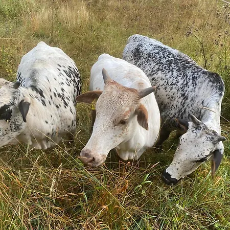 Bauernhof Emmler Muehle Gospodarstwo agroturystyczne Oberemmel